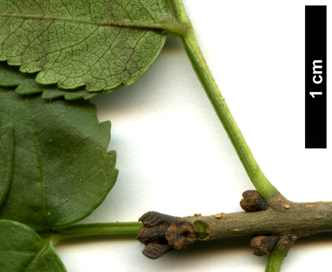 High resolution image: Family: Oleaceae - Genus: Fraxinus - Taxon: xanthoxyloides - SpeciesSub: var. dumosa